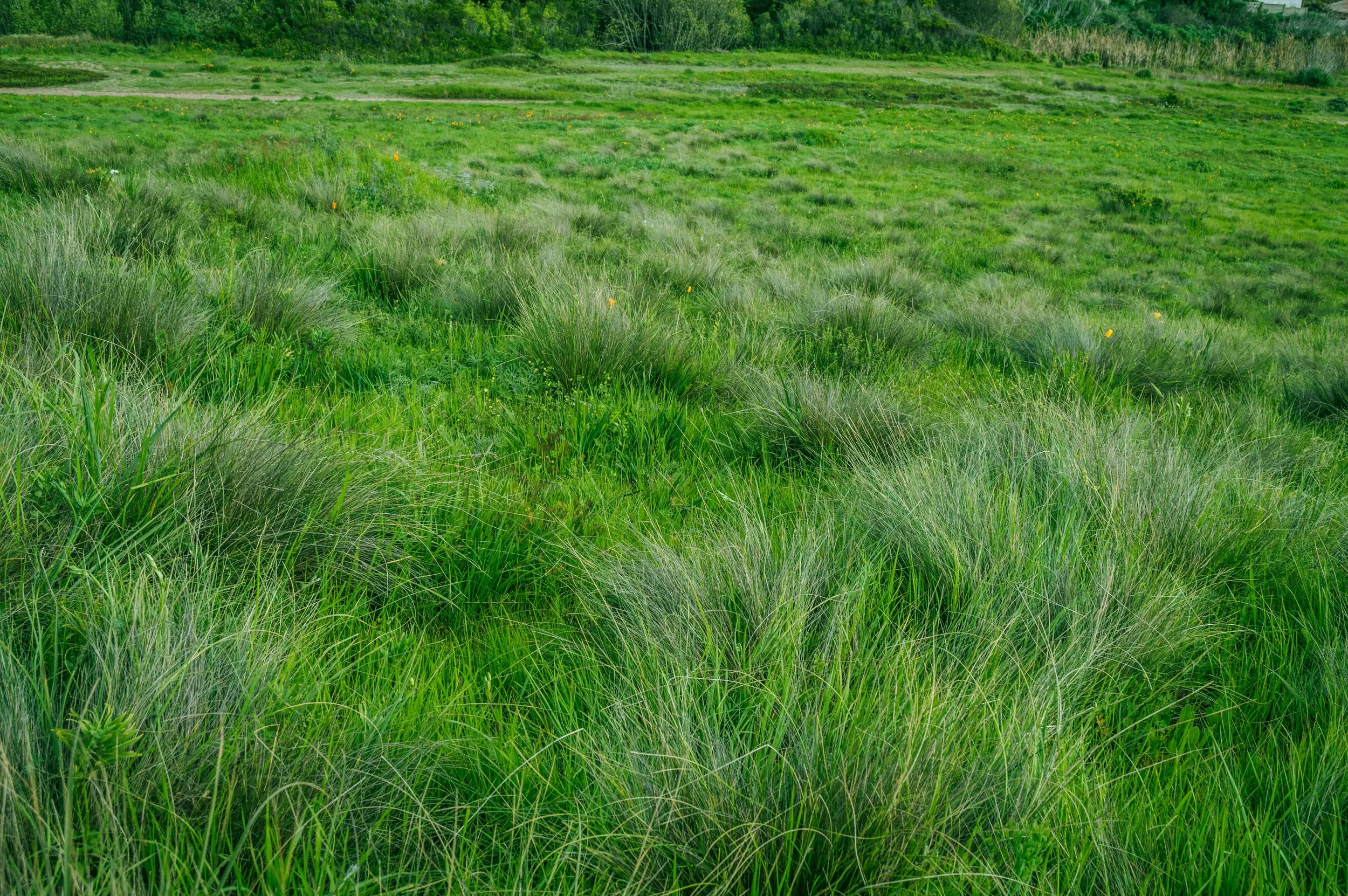 The drawbridge and the grass: How we heal, retreat, and begin again